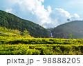 Tea plantation 98888205