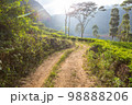 Tea plantation 98888206