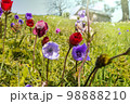 Wildflowers 98888210