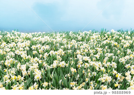 Field of daffodils blooming 98888969