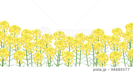 菜の花畑　背景素材 98889377