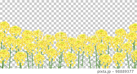 菜の花畑　背景素材 98889377