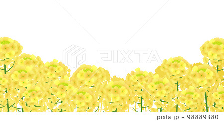菜の花畑　背景素材 98889380
