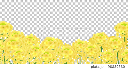 菜の花畑　背景素材 98889380