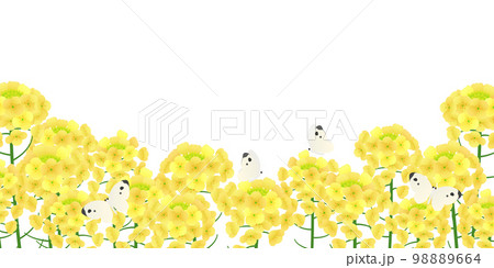 菜の花畑 背景素材 菜の花畑 背景素材 98889664