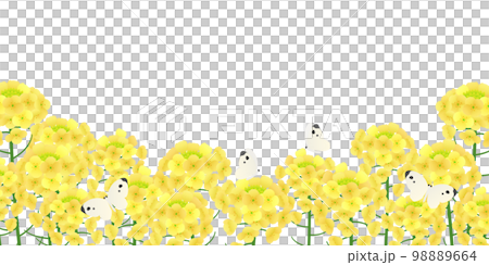 菜の花畑 背景素材 菜の花畑 背景素材 98889664