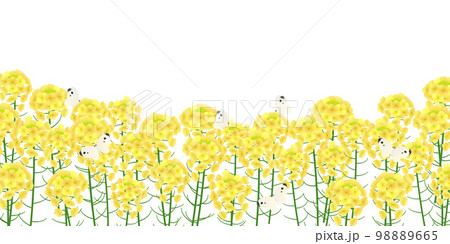 菜の花畑 背景素材 菜の花畑 背景素材 98889665