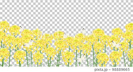 菜の花畑 背景素材 菜の花畑 背景素材 98889665