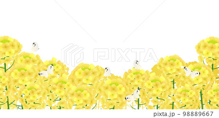 菜の花畑　背景素材 98889667