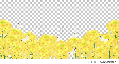 Field of rapeseed background material 98889667