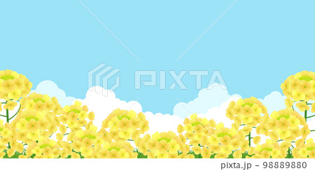 菜の花畑　背景素材 98889880