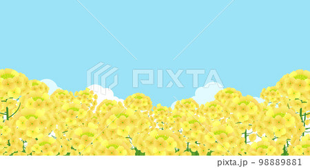 菜の花畑　背景素材 98889881