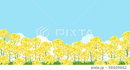 菜の花畑 背景素材 菜の花畑 背景素材 98889882