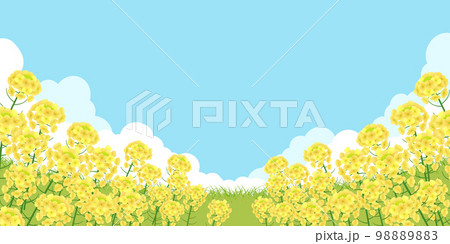 菜の花畑　背景素材 98889883