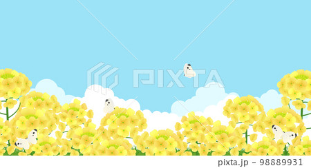 菜の花畑 背景素材 菜の花畑 背景素材 98889931