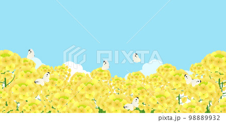 菜の花畑　背景素材 98889932