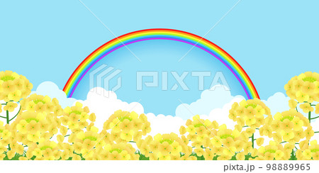 菜の花畑　背景素材 98889965