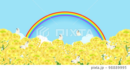 菜の花畑　背景素材 98889995