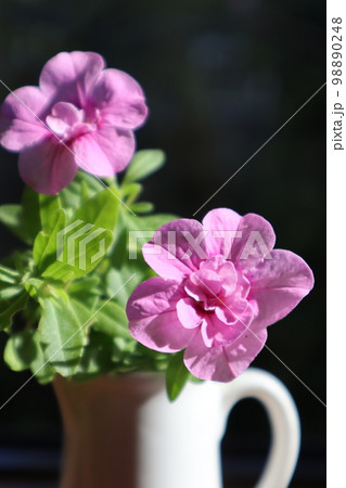 窓辺にピンク色の花カリブラコアを飾る 98890248