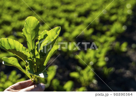 Farmer holding a young green leaves of sugar beet with a beetroot field on the background. Growing beet seedlings. Young, sprouted beet growing in agricultural field. 98890364