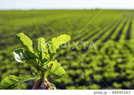 Farmer holding a leaves of sugar beet with a beetroot field on the background. Growing beet seedlings. Young, sprouted beet growing in agricultural field. Growing vegetables. Farmer holding a leaves of sugar beet with a beetroot field on the background. Growing beet seedlings. Young, sprouted beet growing in agricultural field. Growing vegetables. 98890365