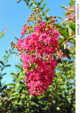 Lagerstroemia indica Lagerstroemia indica 98890624