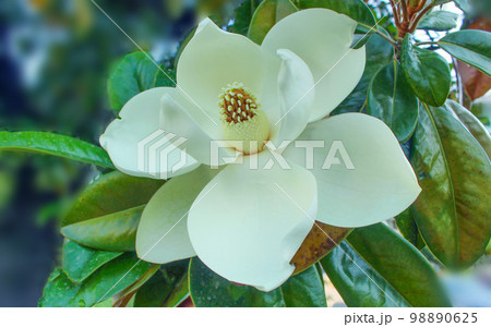 Magnolia grandiflora or bull bay 98890625
