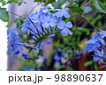 Plumbago auriculata 98890637