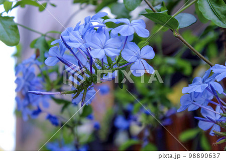 Plumbago auriculata Plumbago auriculata 98890637