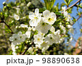 Prunus avium 98890638