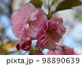 Prunus Kanzan Tree 98890639