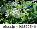 Prunus padus 98890640
