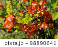 quince flower 98890641