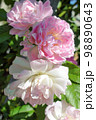 Rosa Great Maiden Blush 98890643