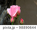 Rosa Queen Elizabeth 98890644