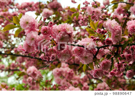 Sekiyama Sekiyama 98890647