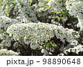 Spiraea thunbergii 98890648