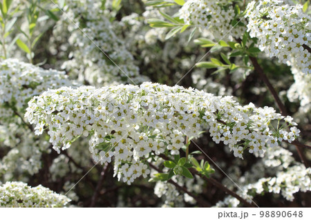 Spiraea thunbergii 98890648