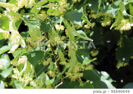Tilia cordata Tilia cordata 98890649