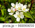 Wagener apple blossom 98890650
