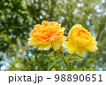 yellow shrub rose cultivar 98890651