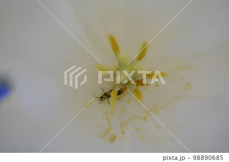 花粉を運ぶ虫 花粉を運ぶ虫 98890685