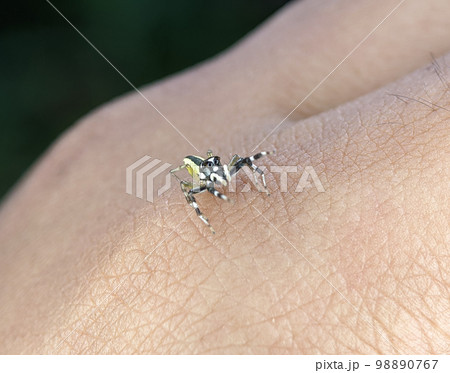 Jumping Spider on a someone hand,adult male, found on houseplant in suburban residential area 98890767