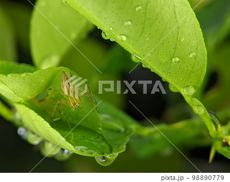 Closeup Striped lynx spider on a green leaf with nature background. 98890779
