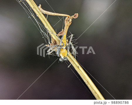 Closeup Striped lynx spider on a wooden branch. Closeup Striped lynx spider on a wooden branch. 98890786