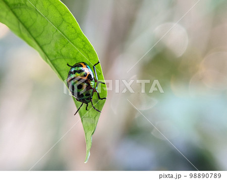 Scutelleridae is a family of true bugs. They are commonly known as jewel bugs or metallic shield bugs due to their often brilliant coloration. Scutelleridae is a family of true bugs. They are commonly known as jewel bugs or metallic shield bugs due to their often brilliant coloration. 98890789