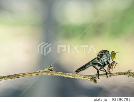 Robberfly with kill. The Asilidae are the robber fly family, also called assassin flies. They are powerfully.. 98890792