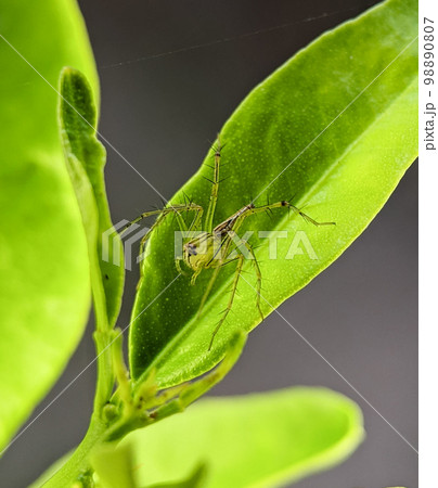 Closeup green lynx spider on a green leaf. 98890807
