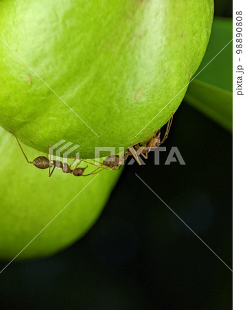 Two insects up close were seen playing on the green fruit. 98890808