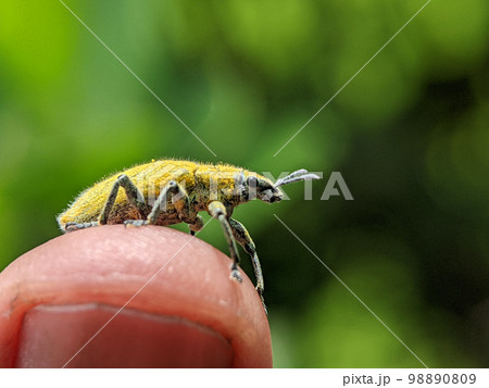 Yellow Weevil on a someone finger. Weevil, a tiny beetle that does enormous damage to growing plants and stored grains. 98890809